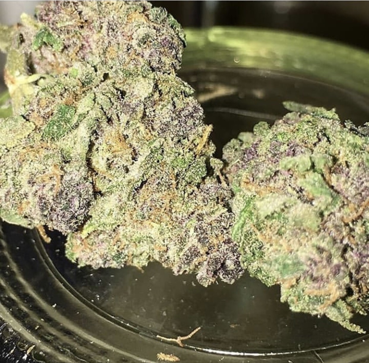 purple kush