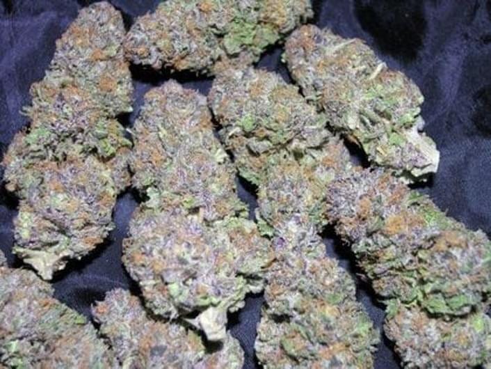 buy Blueberry kush