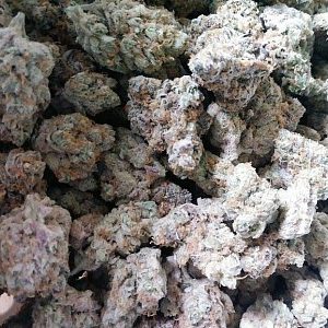 Buy Sundae Driver Strain
