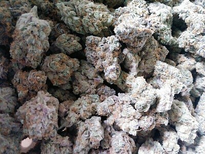 Buy Sundae Driver Strain