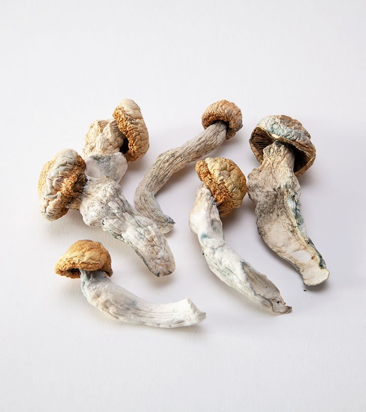 Penis Envy Cubensis